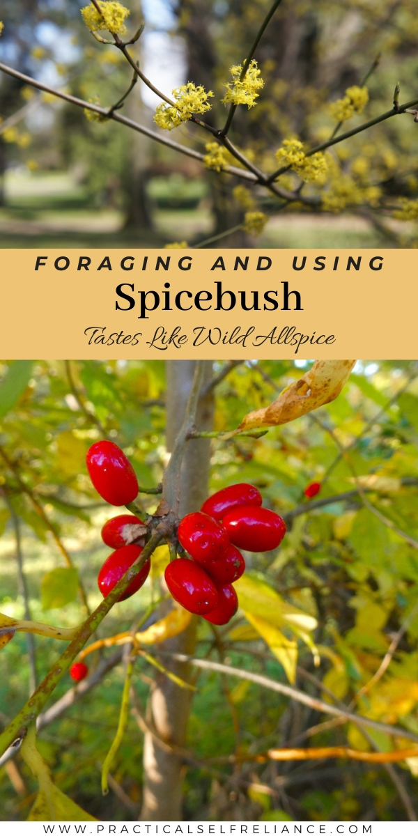 Foraging Spicebush