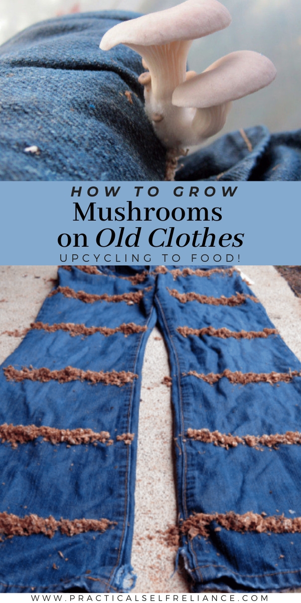Growing Mushrooms on Clothing