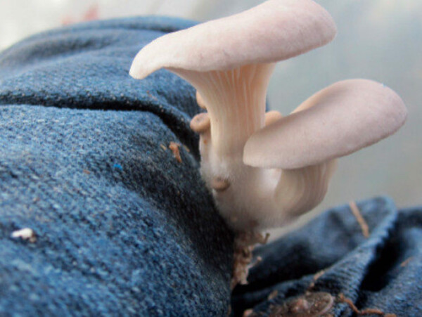 Growing Mushrooms on Jeans
