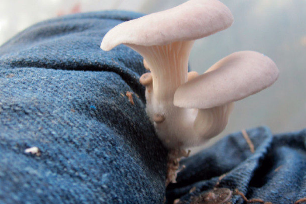 Growing Mushrooms On Old Clothing