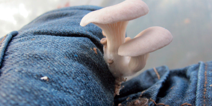 Growing Mushrooms on Jeans