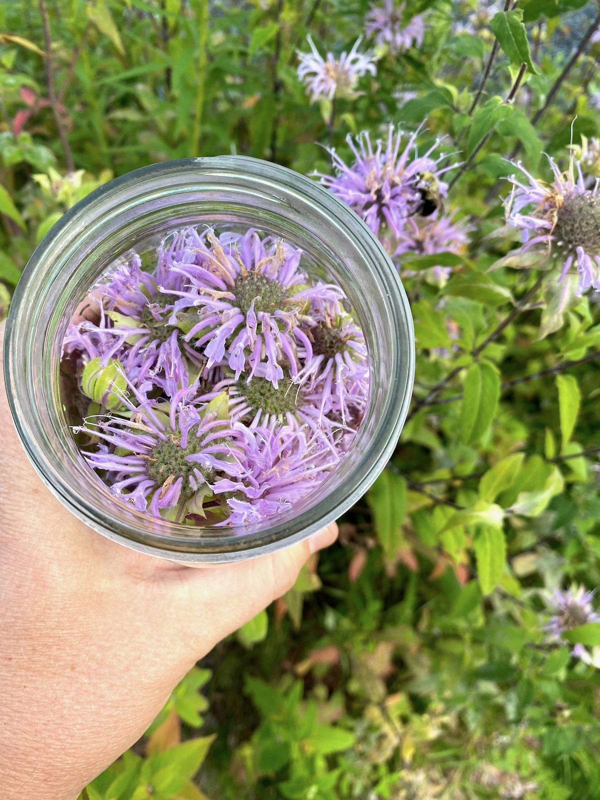 Harvesting Bee Balm