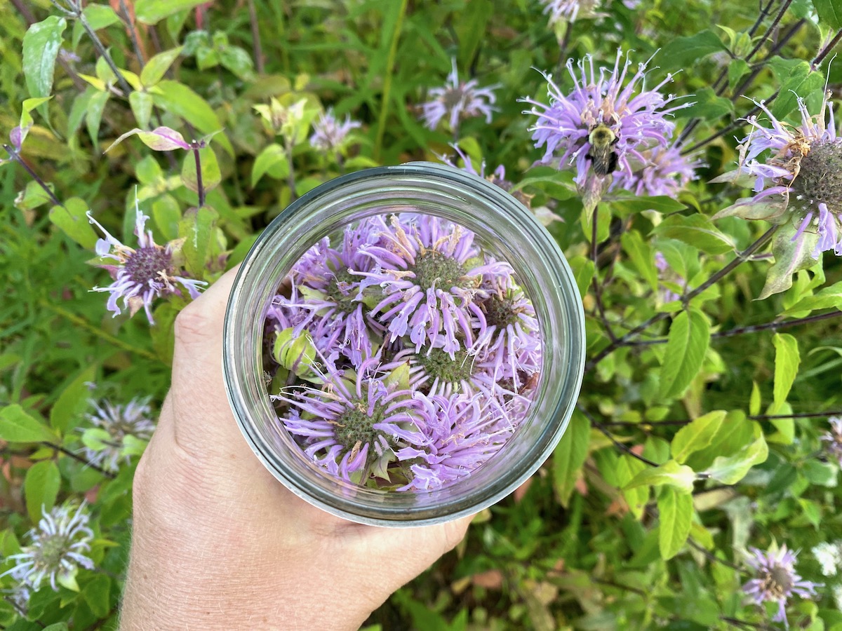 Harvesting Bee Balm