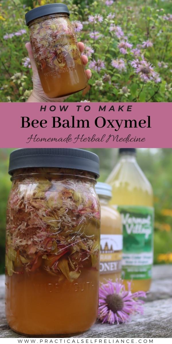 How to Make Bee Balm Oxymel