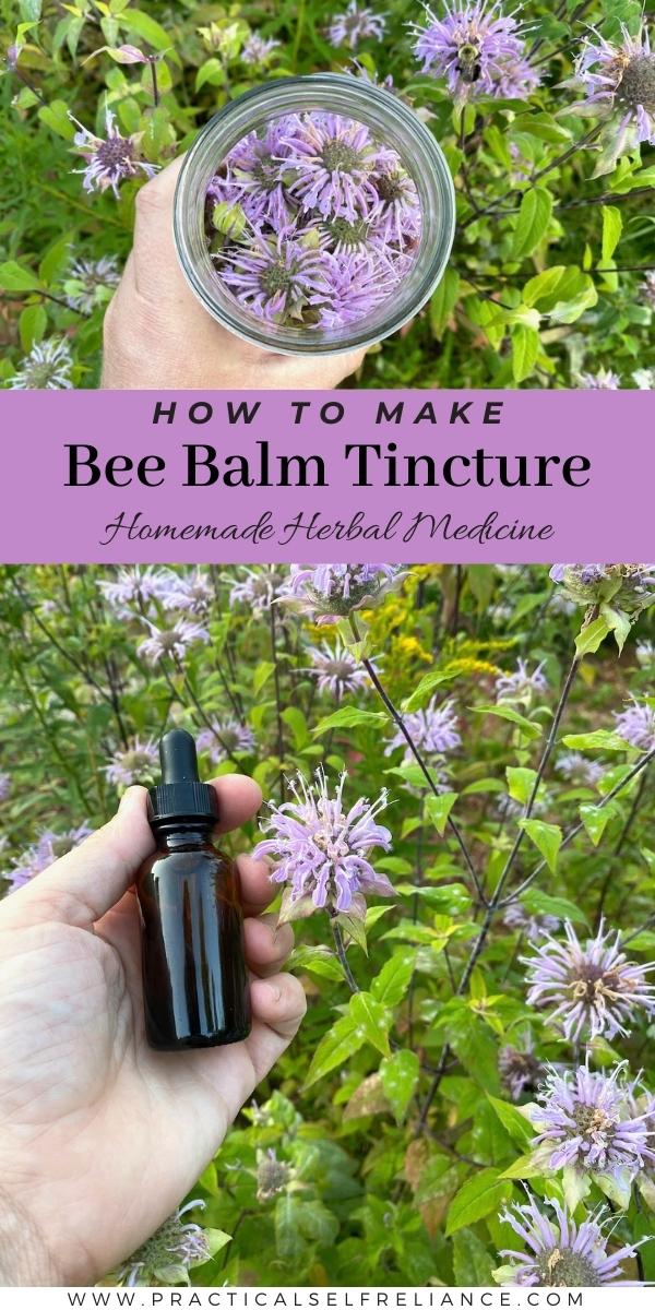How to Make Bee Balm Tincture
