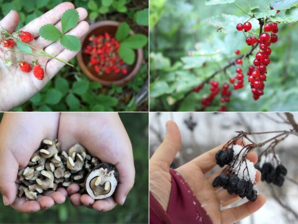 Permaculture To Do List