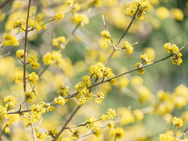 Spicebush Flowers