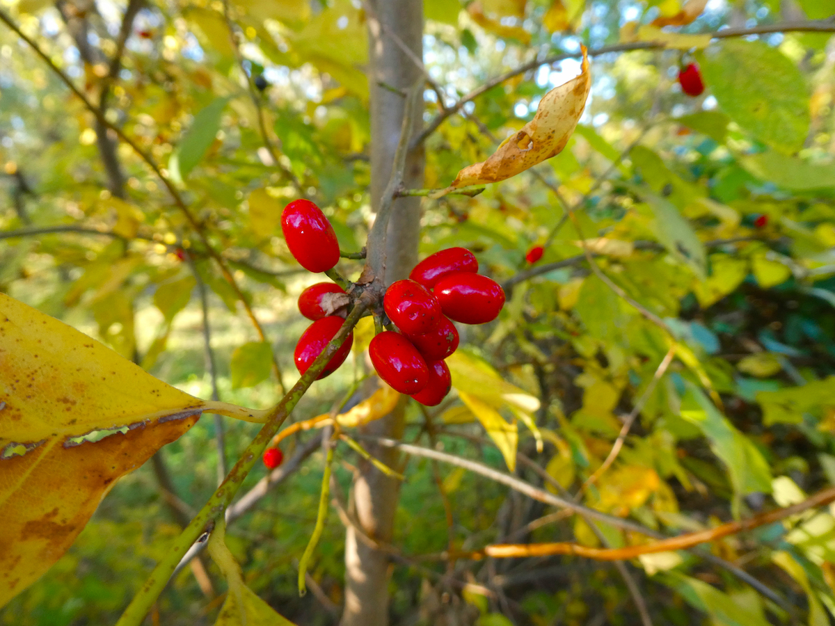 Spicebush Fruit