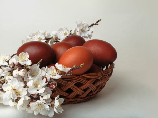Chickens that Lay Dark Brown Eggs