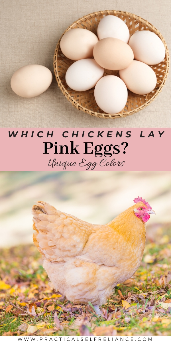 Chickens that Lay Pink Eggs