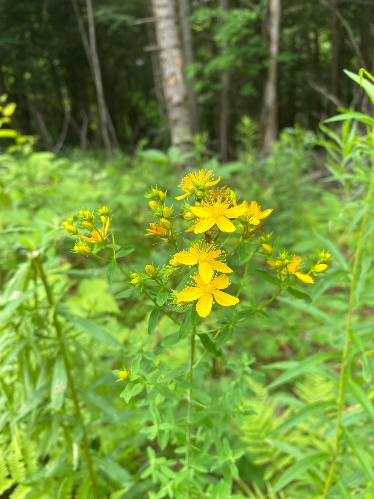 St Johns Wort Flowers