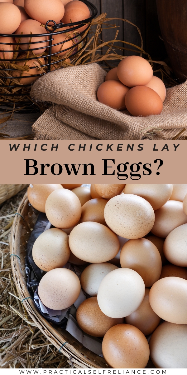 Which Chicken Breeds Lay Brown Eggs