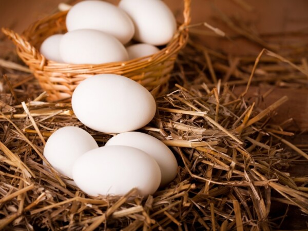 White Egg Chickens