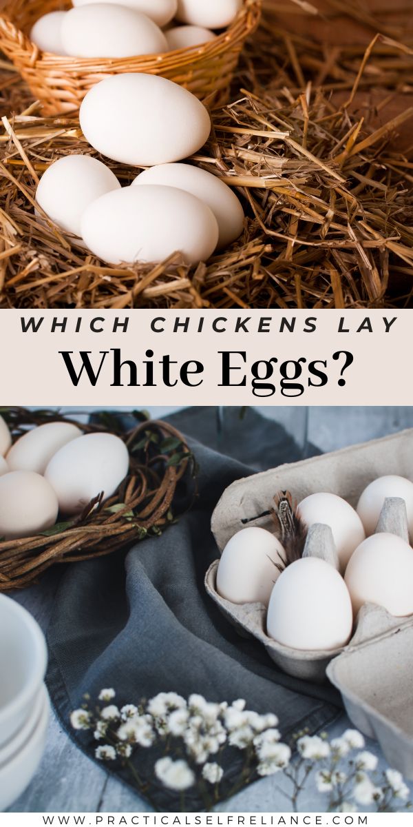 White Egg Chickens