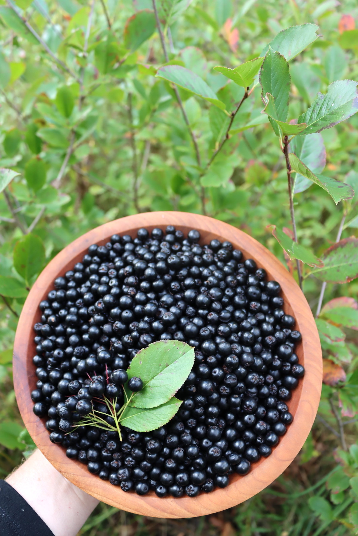 Aronia Fruit Harvest