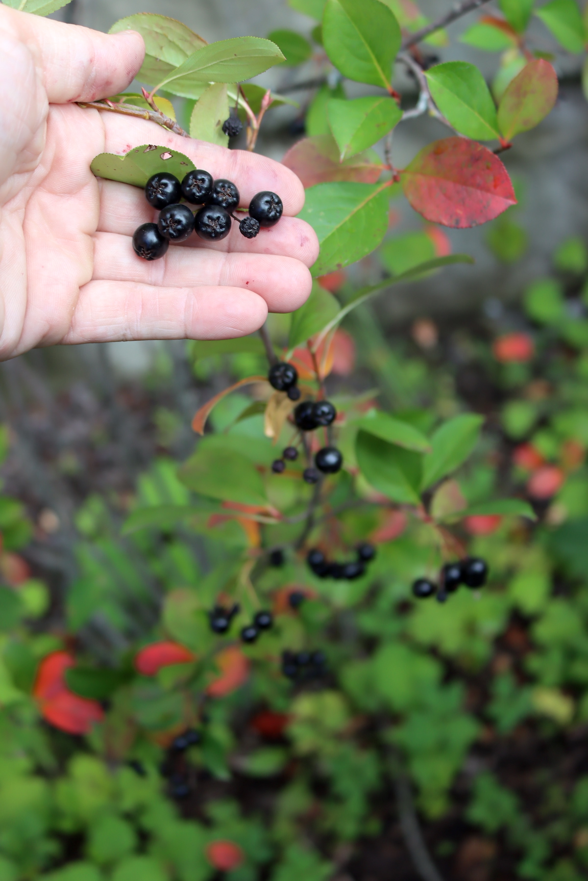 Aronia Fruit ID