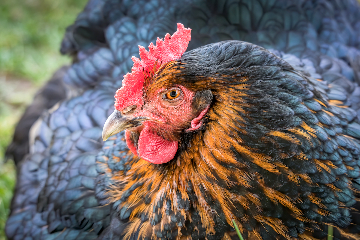 Black Sex Link Chicken