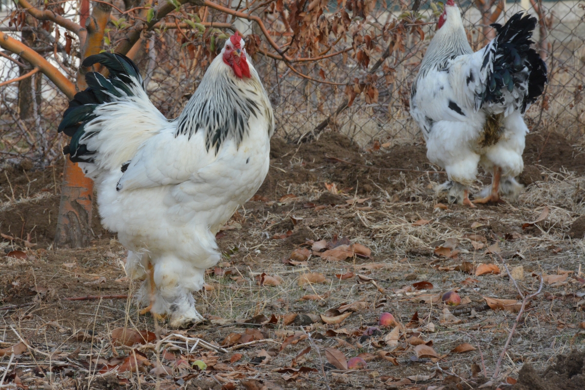 Brahma Chickens