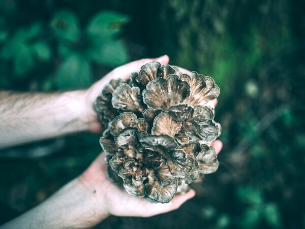 Hen Of The Woods Mushrooms (Maitake Mushrooms)