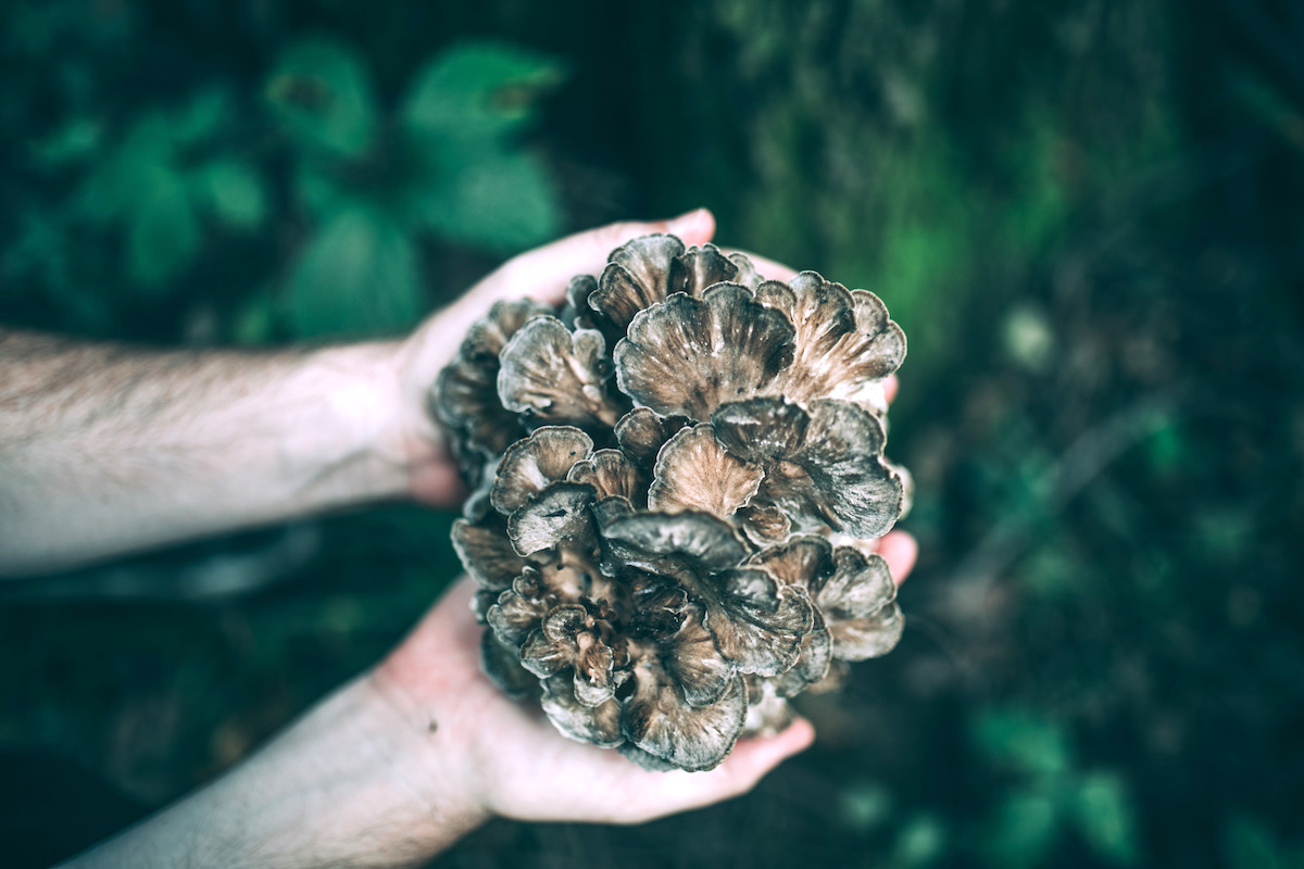 Hen Of The Woods Mushrooms (Maitake Mushrooms)