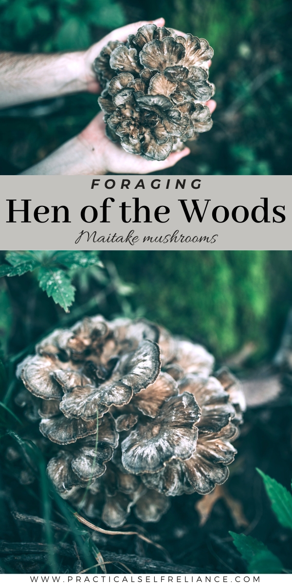 Hen of the Woods (Maitake Mushroom)