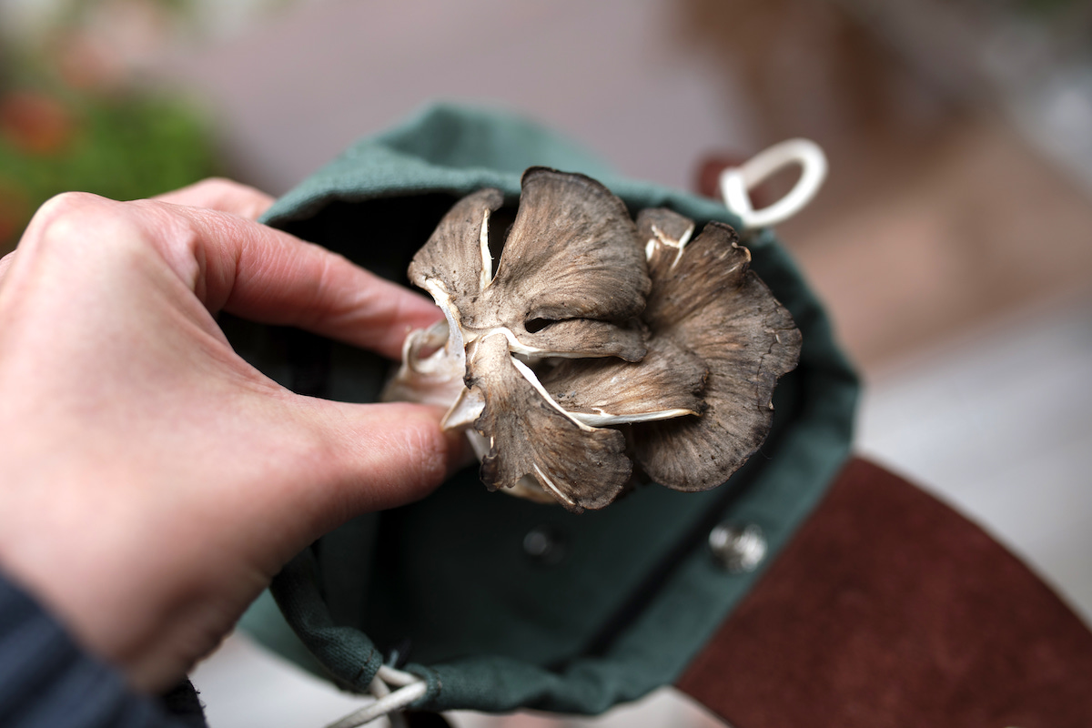 Harvesting Hen of the Woods (Maitake Mushroom)