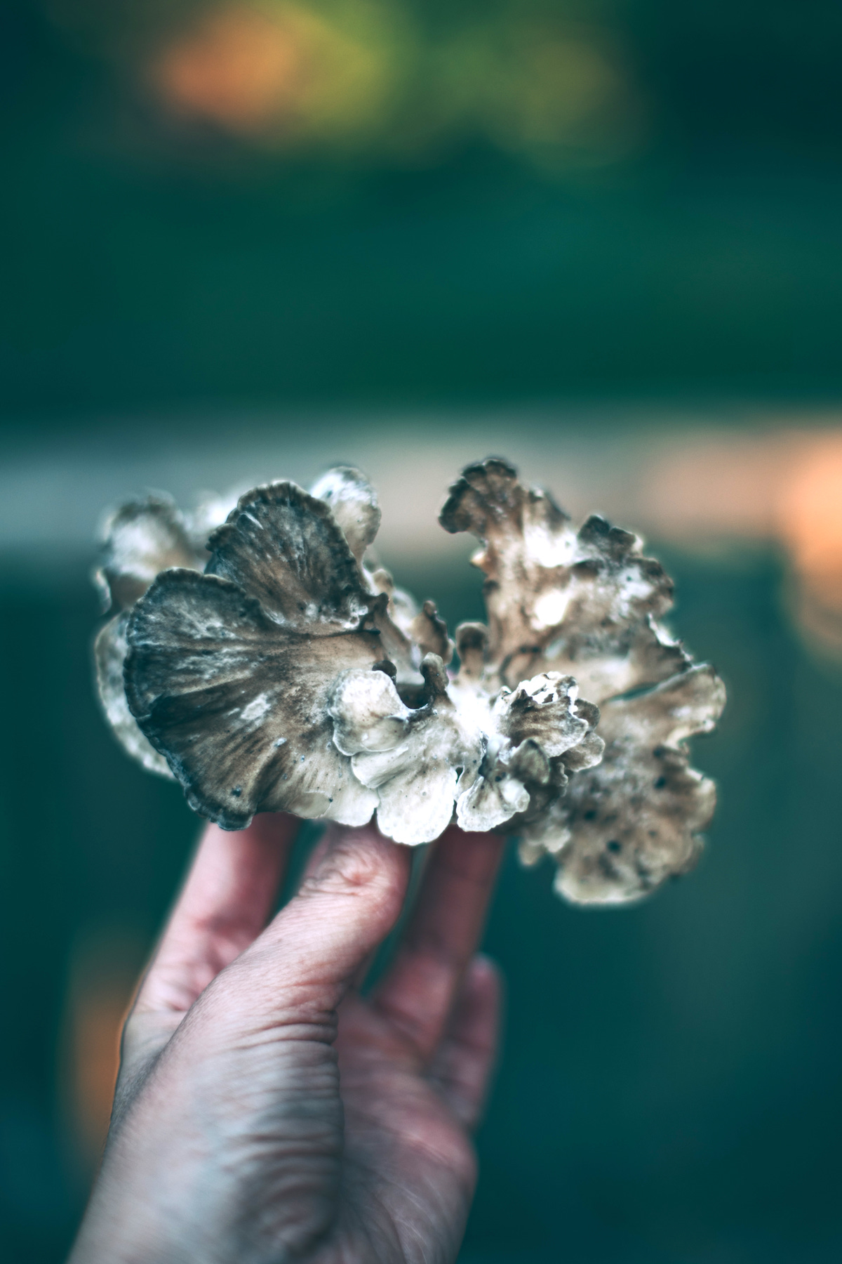 Hen of the Woods Mushrooms