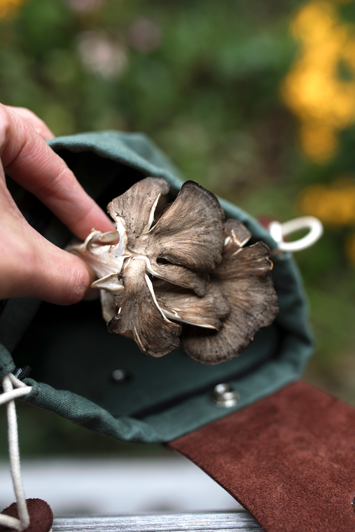 Foraging Hen of the Woods Mushrooms