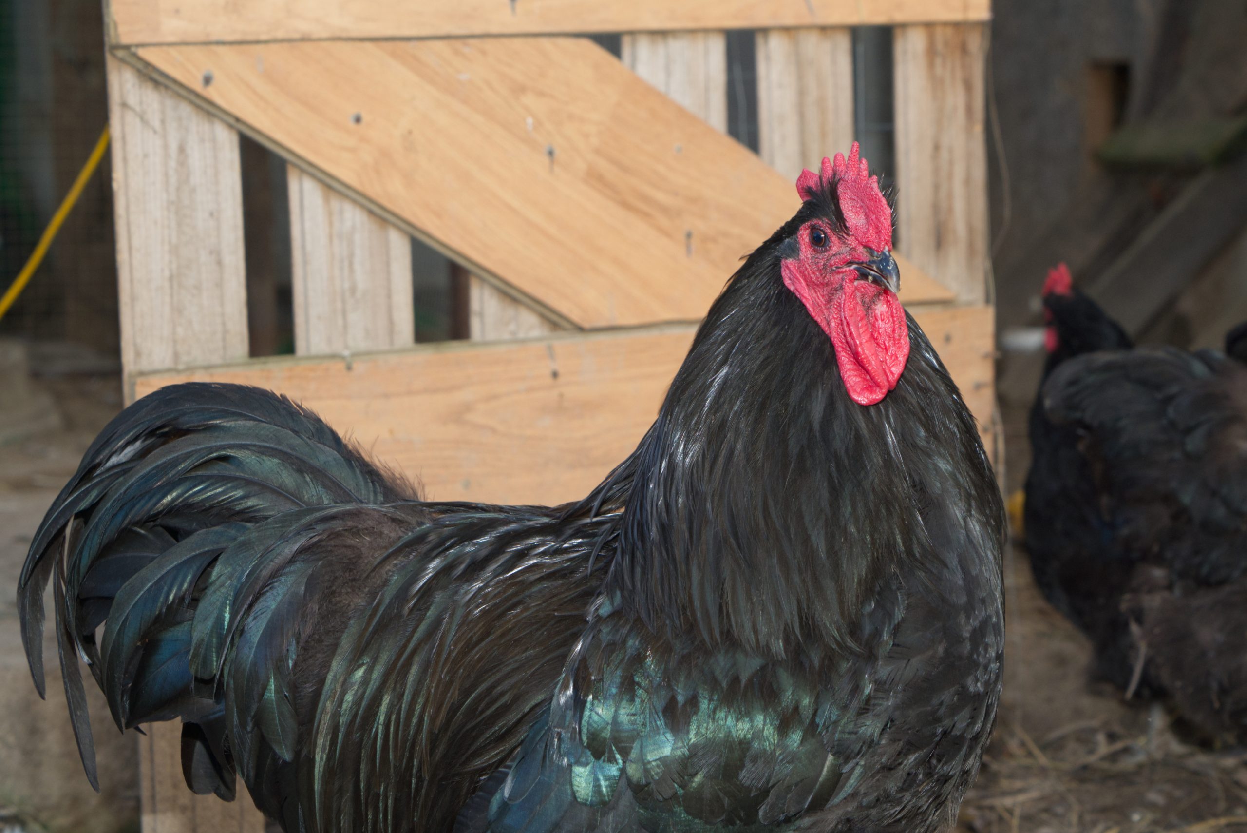 Jersey Giant Chicken
