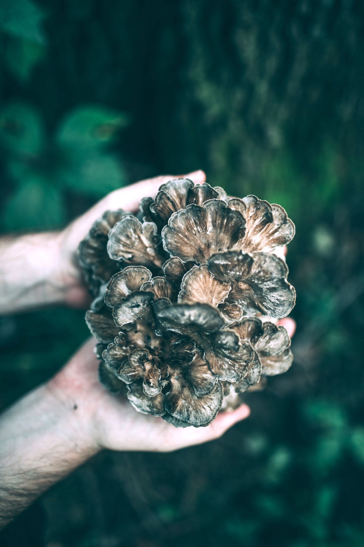 Hen of the Woods (Maitake Mushroom)