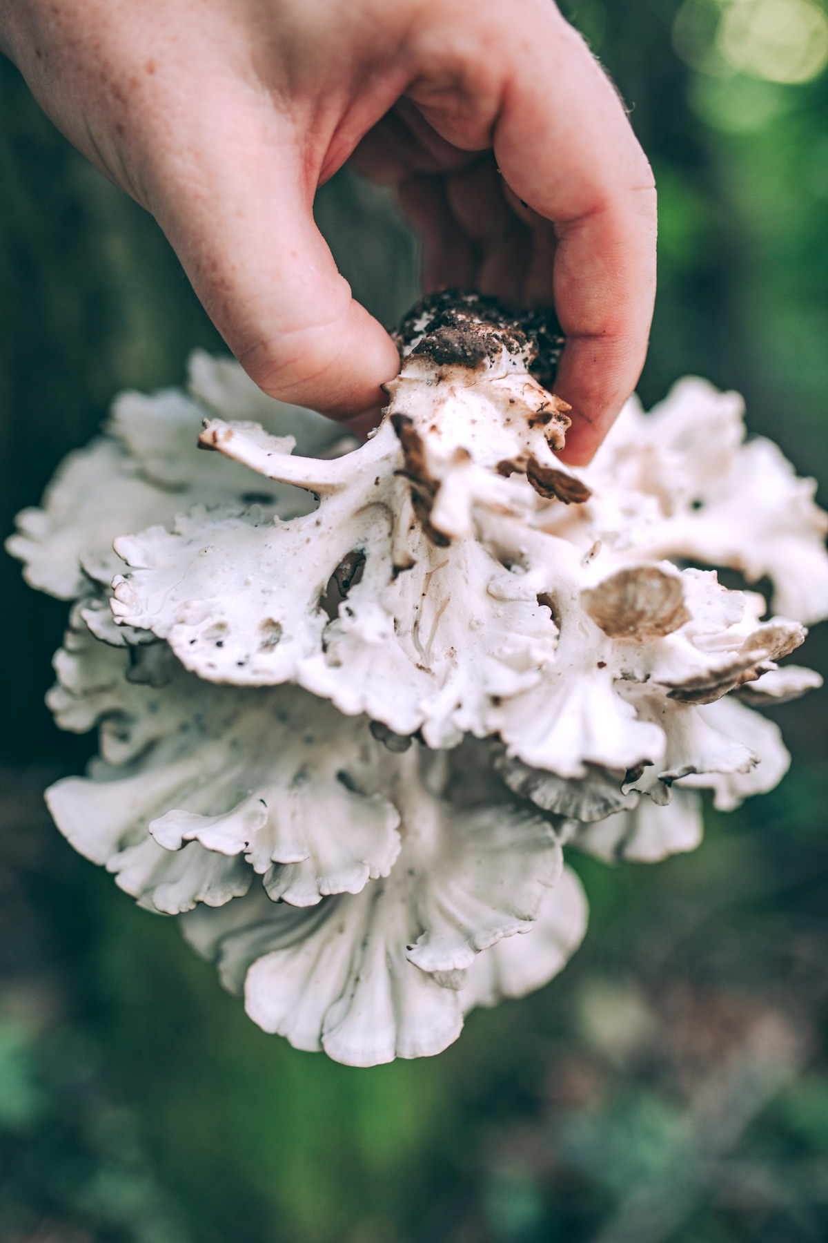Hen of the Woods Mushroom Underside