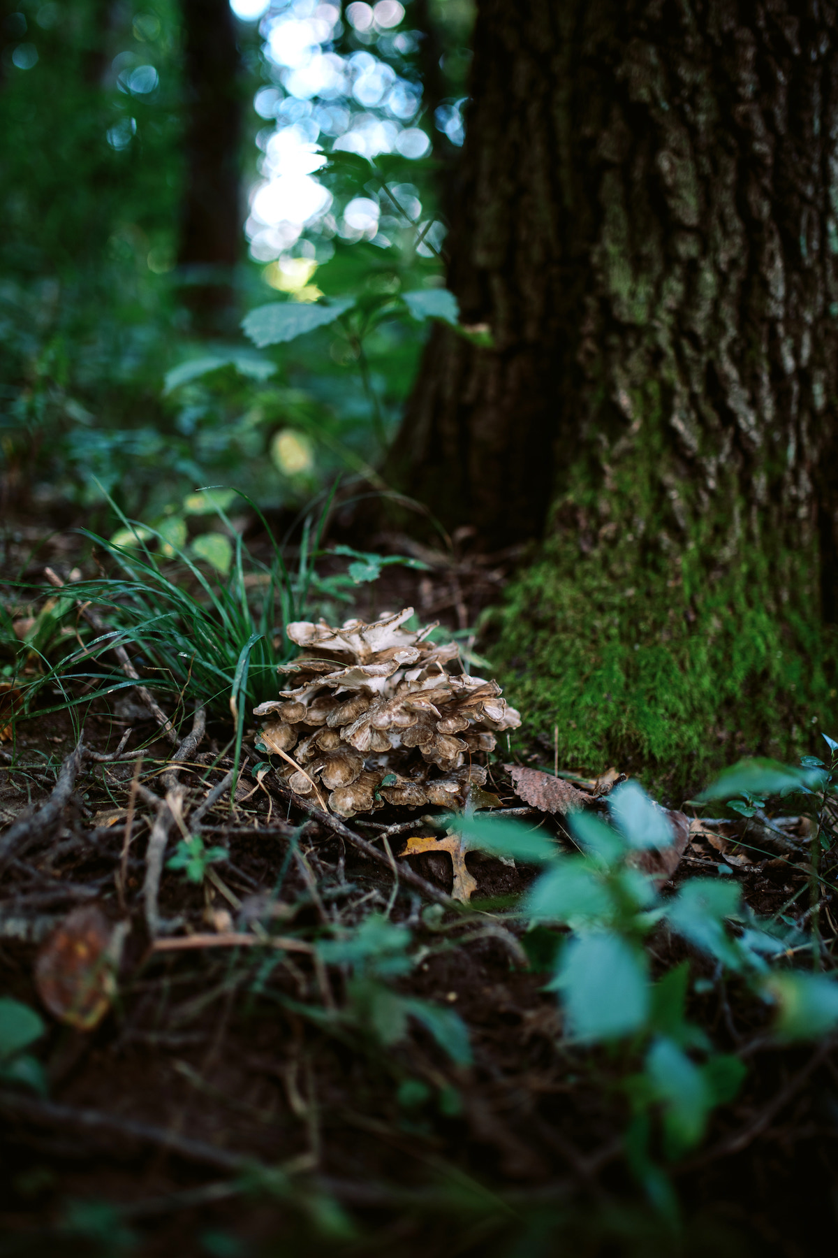 Hen Of The Woods Mushrooms (Maitake Mushrooms)