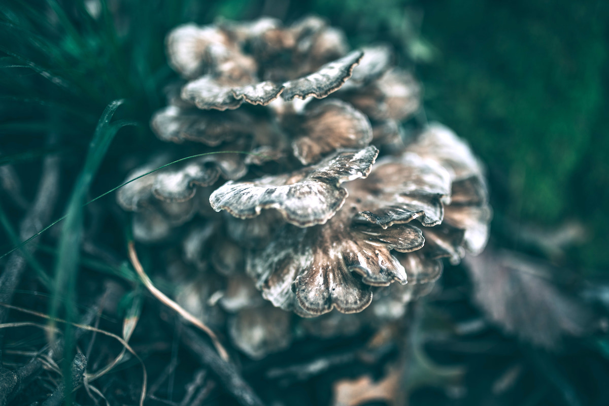 Hen of the Woods (Maitake Mushroom)