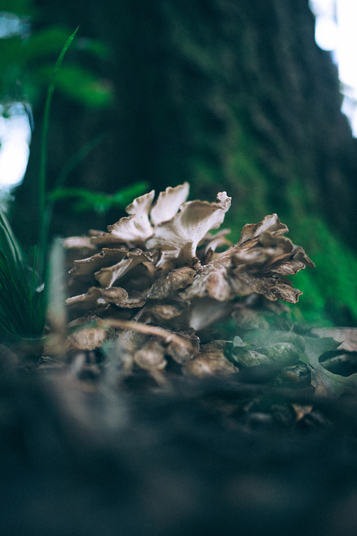 Hen of the Woods (Maitake Mushroom)