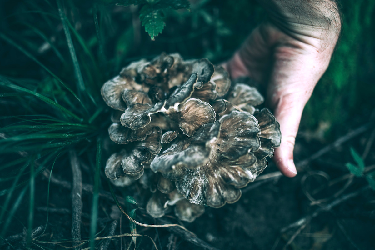 Hen of the Woods Mushrooms
