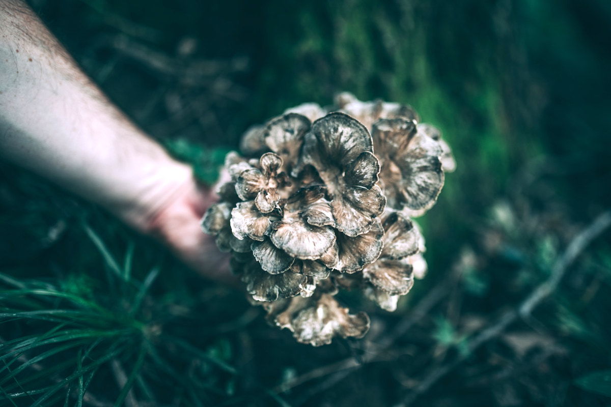 Hen of the Woods (Maitake Mushroom)