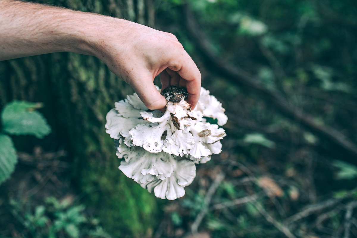Hen of the Woods (Maitake Mushroom)