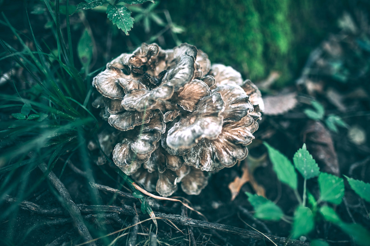 Hen of the Woods (Maitake Mushroom)