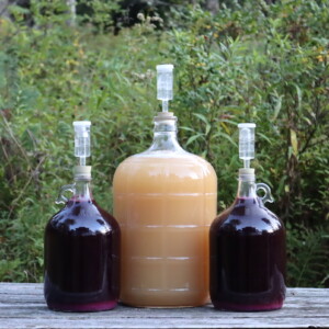 Making Wine from Grapes