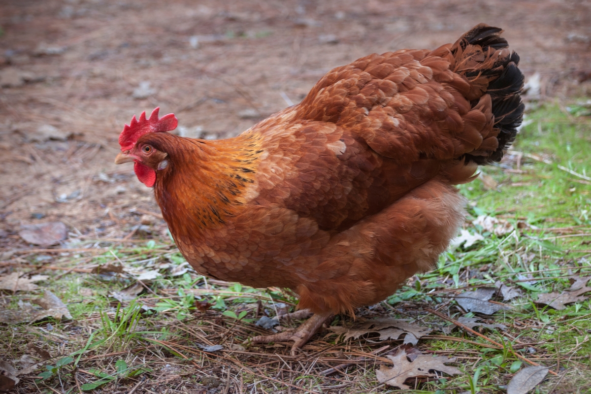 Rhode Island Red Chicken