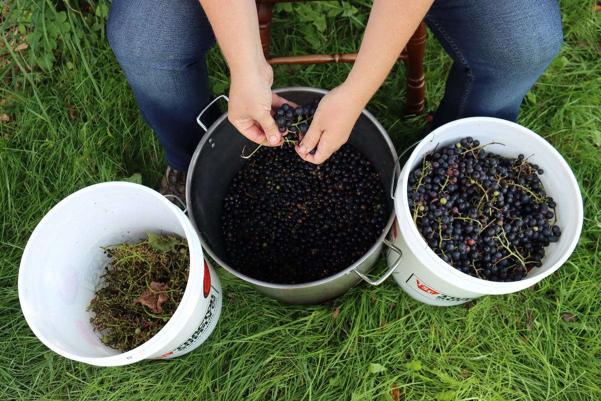 Stemming grapes by hand for making red wine.