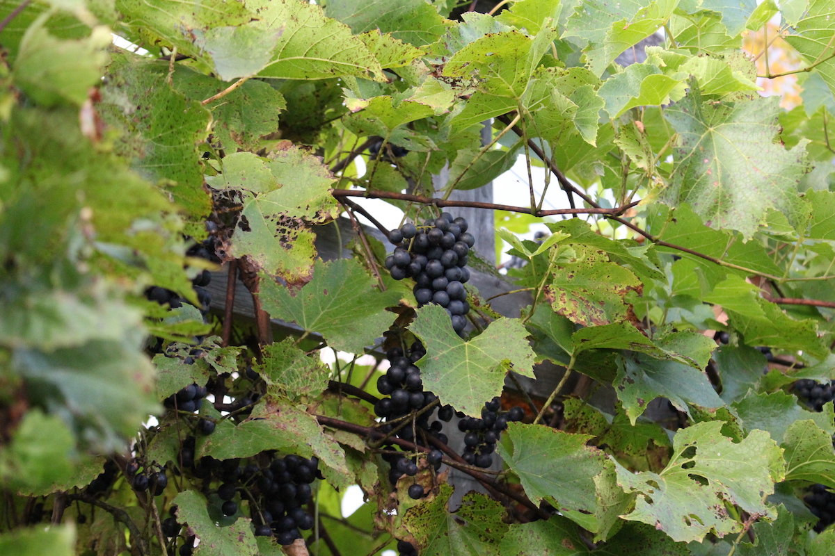 Wine grapes