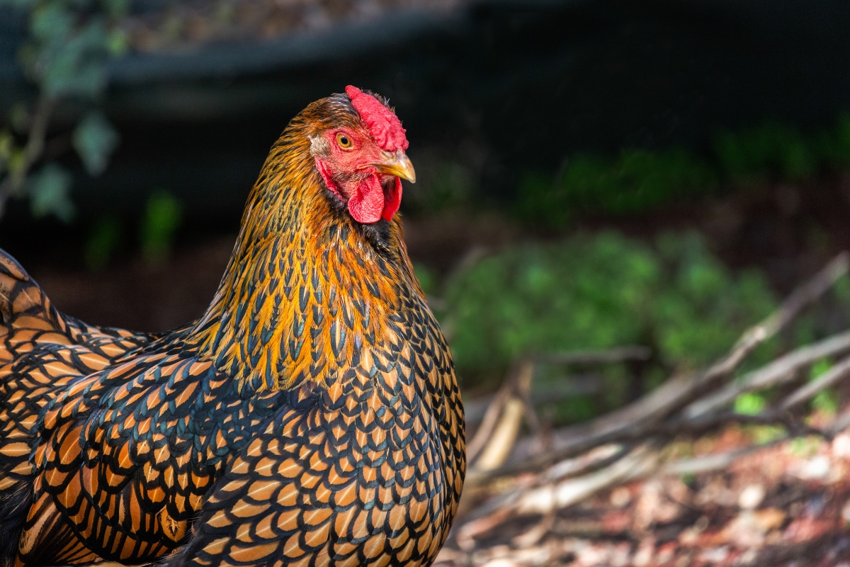 Wyandotte Chicken