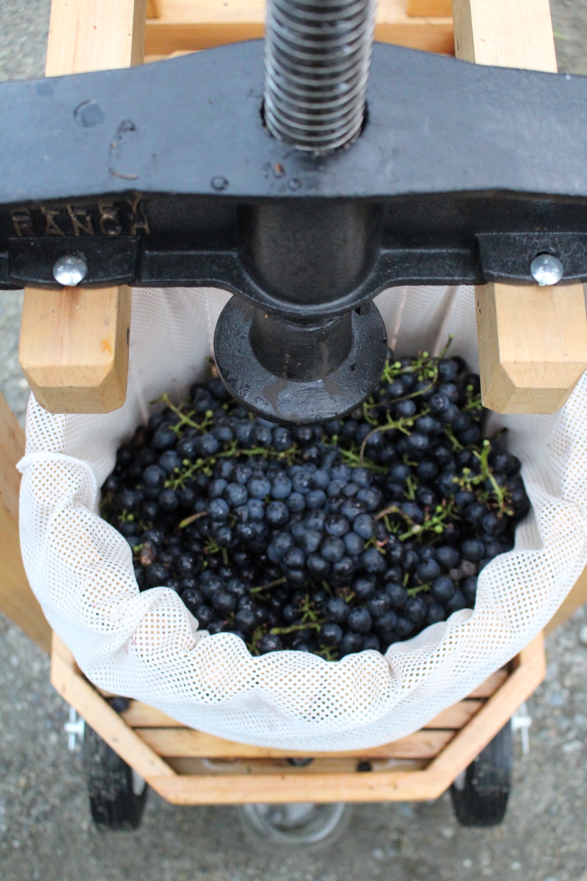 pressing wine grapes
