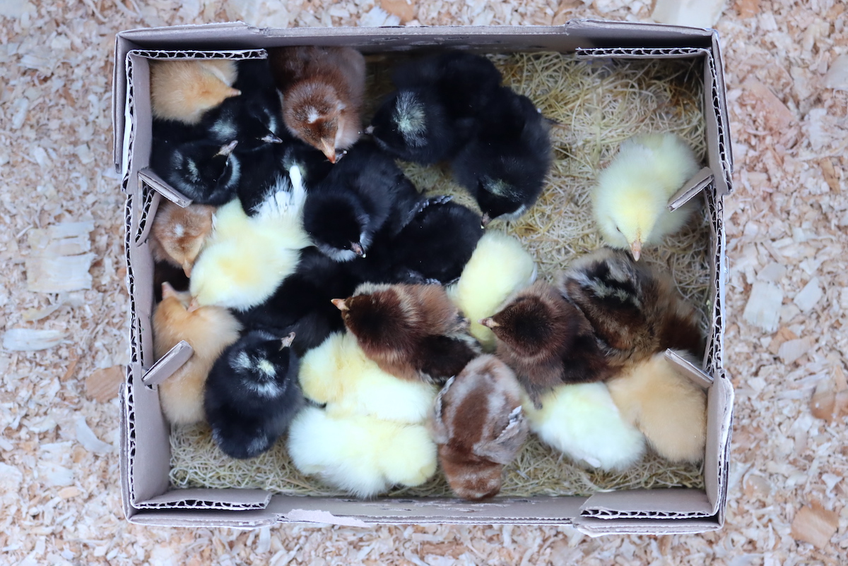 One Day Old Baby Chicks