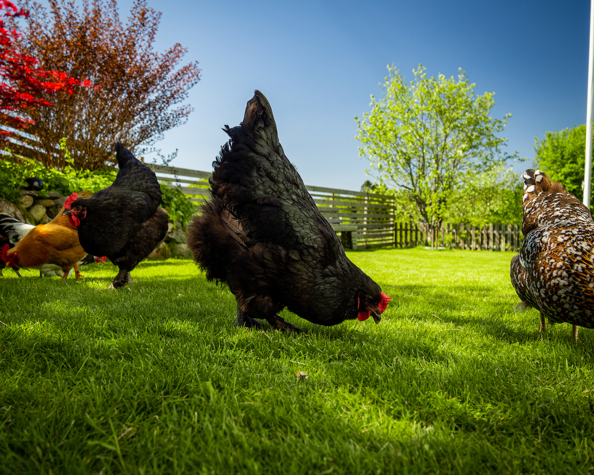 Black Croad Langshan Chicken