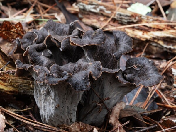 Black Trumpet Mushrooms
