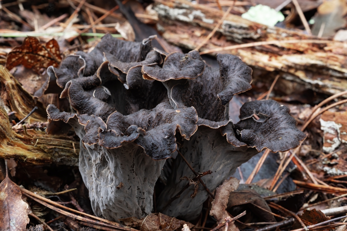 Foraging For Black Trumpet Mushrooms (Craterellus cornucopioides)