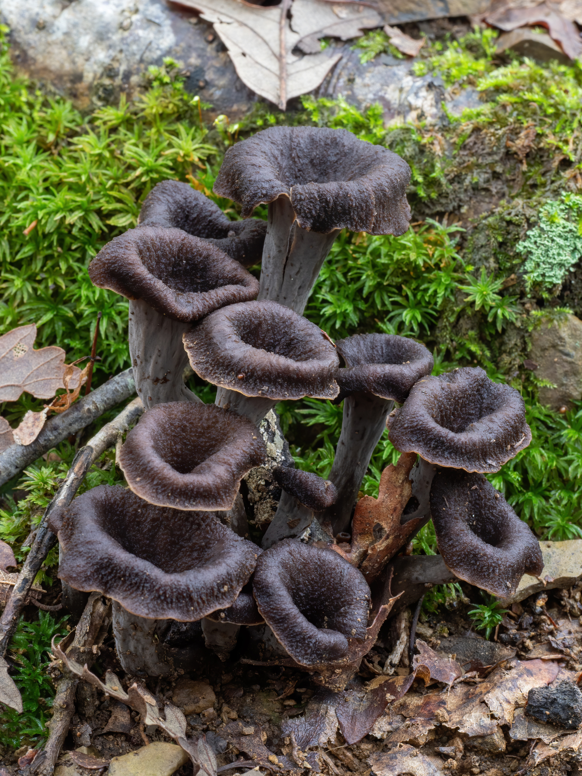 Black Trumpet Mushrooms