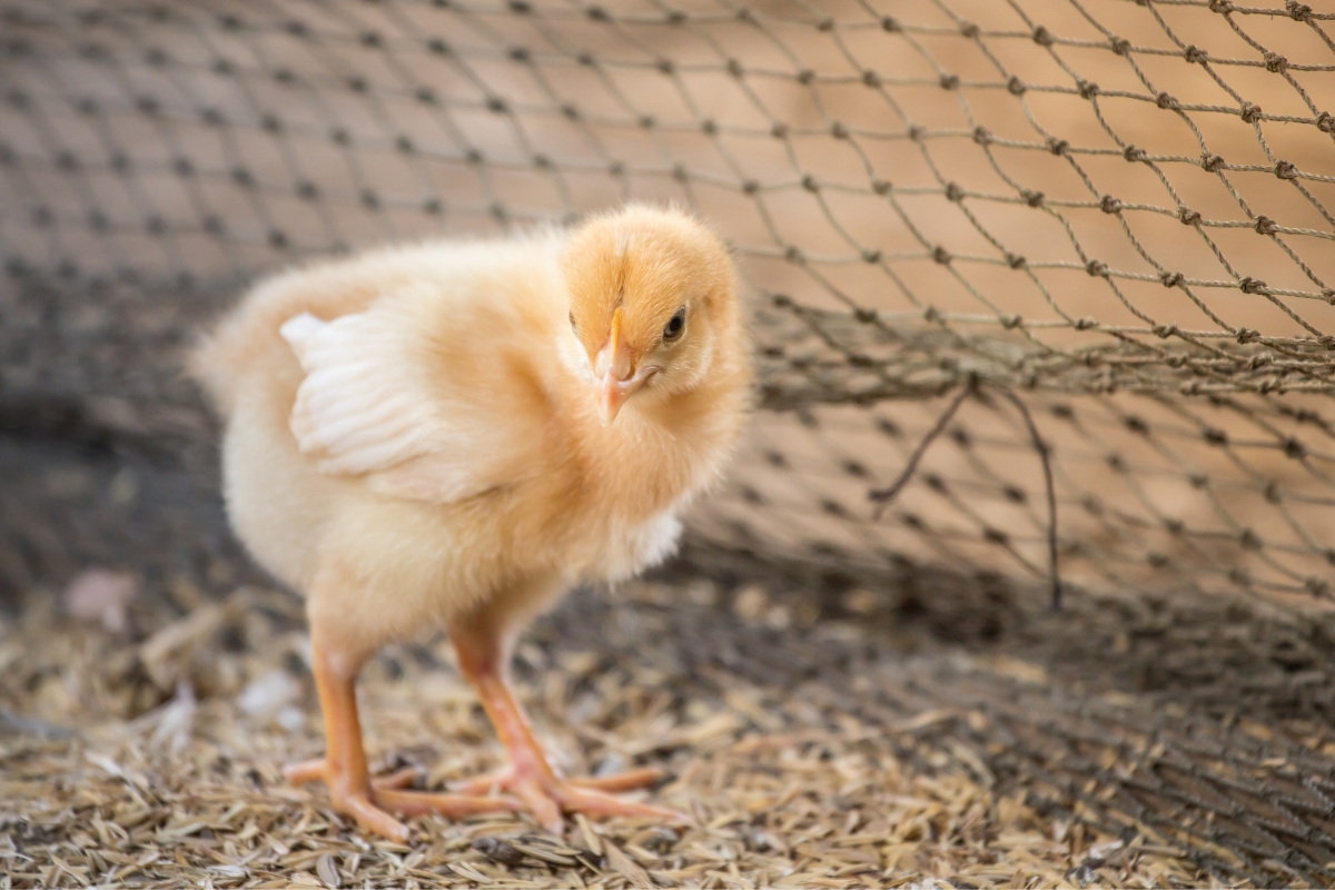 A young chick starting to feather in